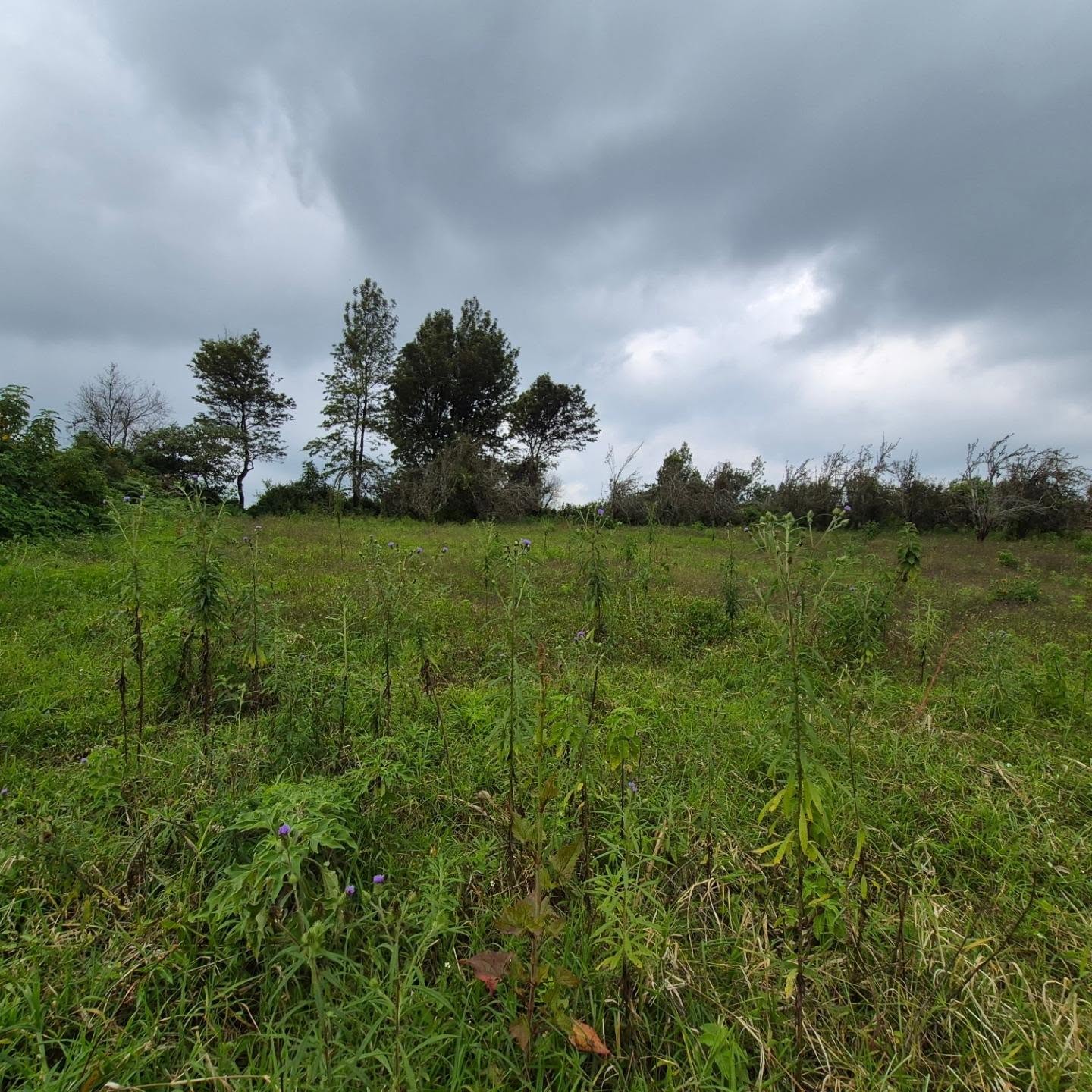 3 Acres of Land For Sale in Tigoni ,Limuru — Tigoni, Kiambu