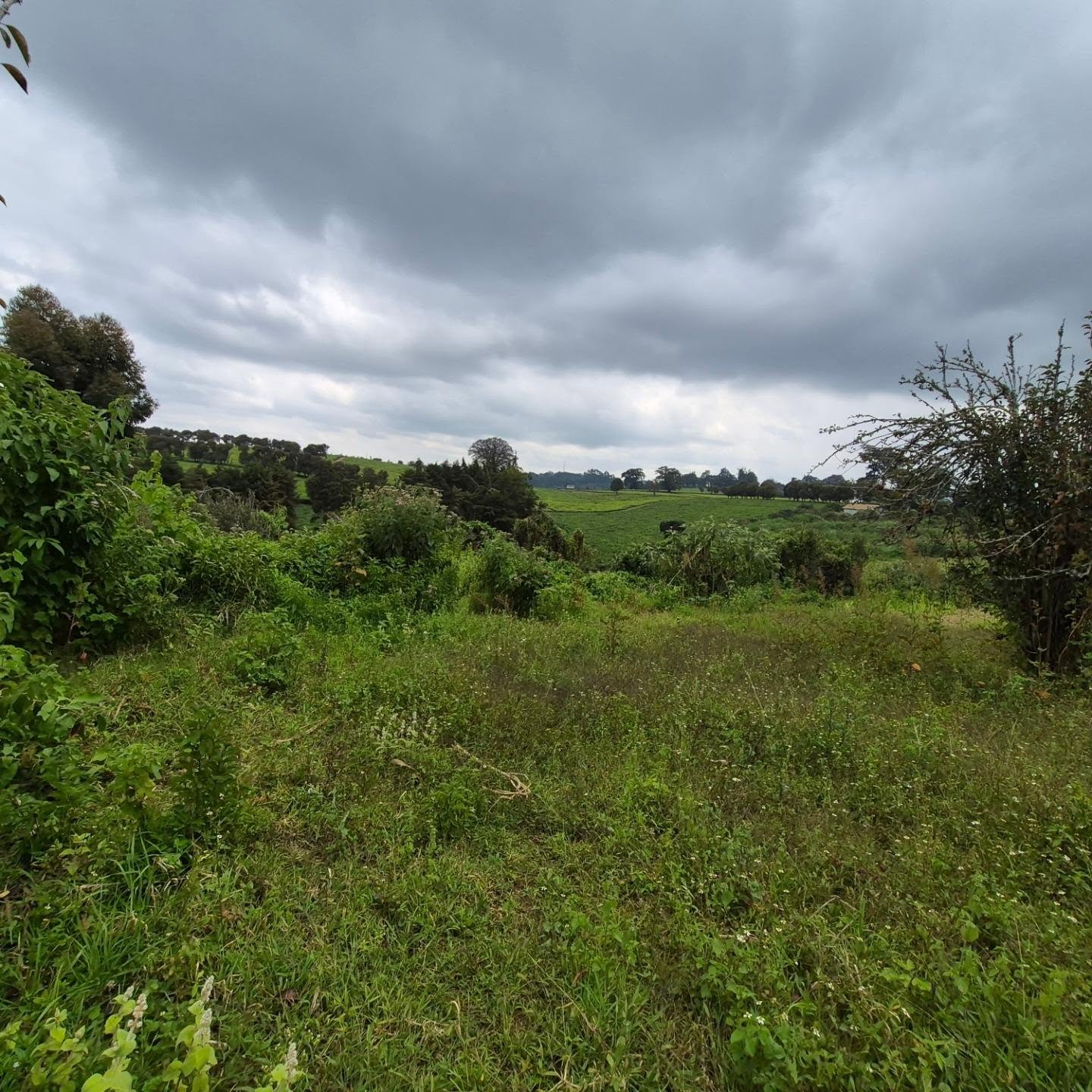 3 Acres of Land For Sale in Tigoni ,Limuru thumbnail 2