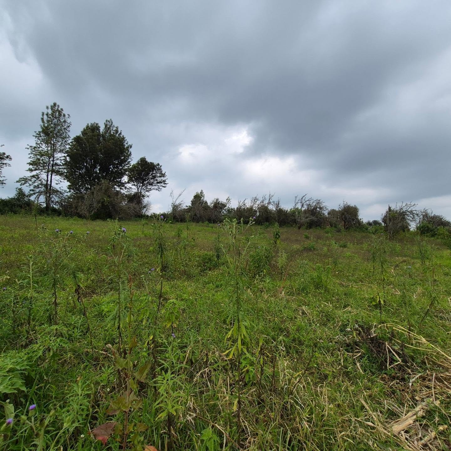 3 Acres of Land For Sale in Tigoni ,Limuru thumbnail 3