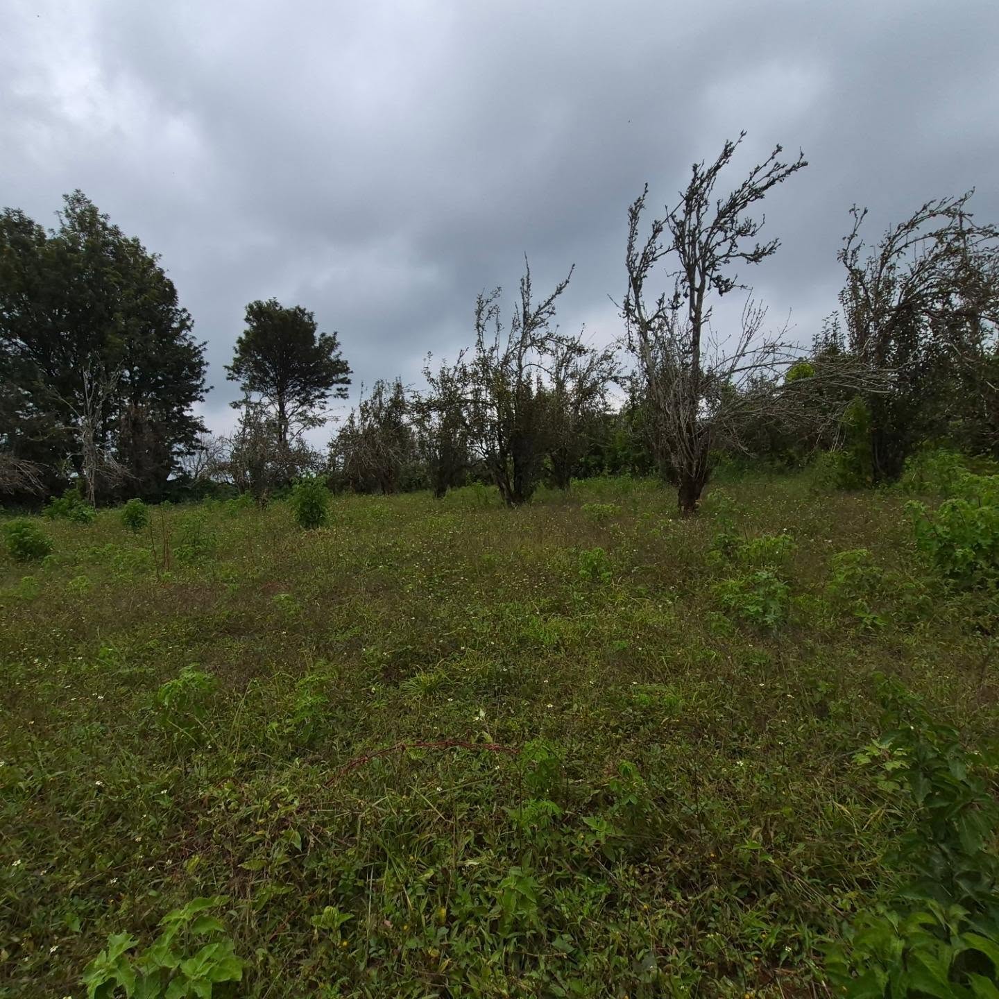3 Acres of Land For Sale in Tigoni ,Limuru thumbnail 4