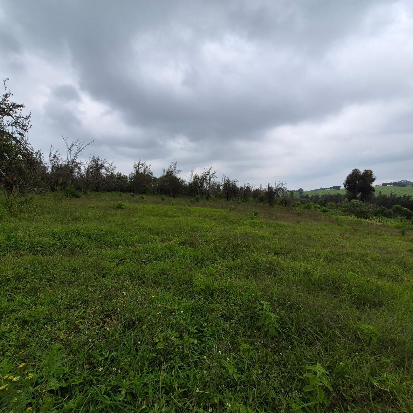 3 Acres of Land For Sale in Tigoni ,Limuru thumbnail 5