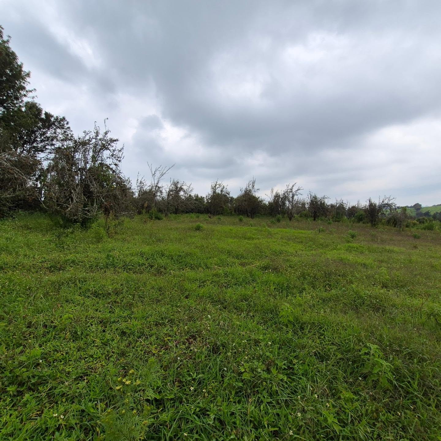 3 Acres of Land For Sale in Tigoni ,Limuru thumbnail 6