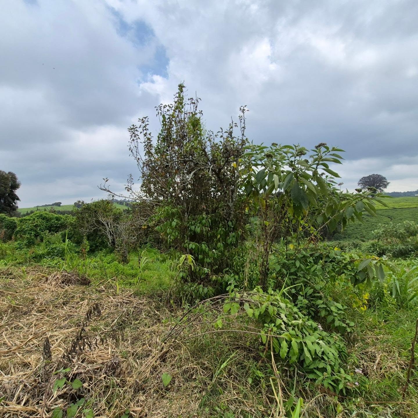 3 Acres of Land For Sale in Tigoni ,Limuru thumbnail 7