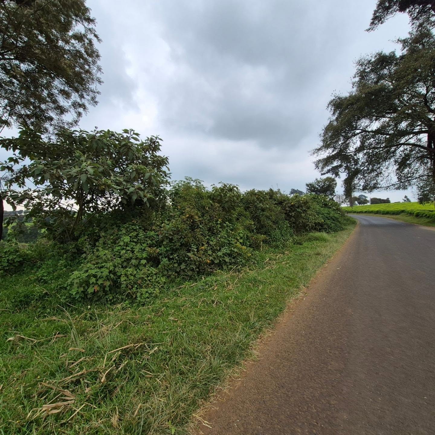 3 Acres of Land For Sale in Tigoni ,Limuru thumbnail 8