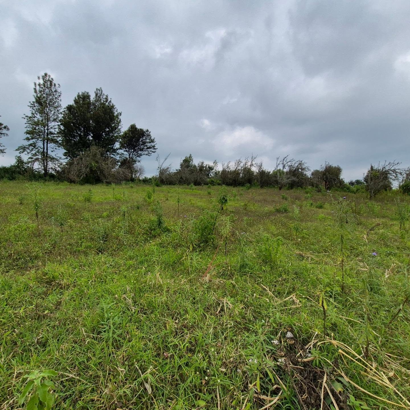 3 Acres of Land For Sale in Tigoni ,Limuru thumbnail 10