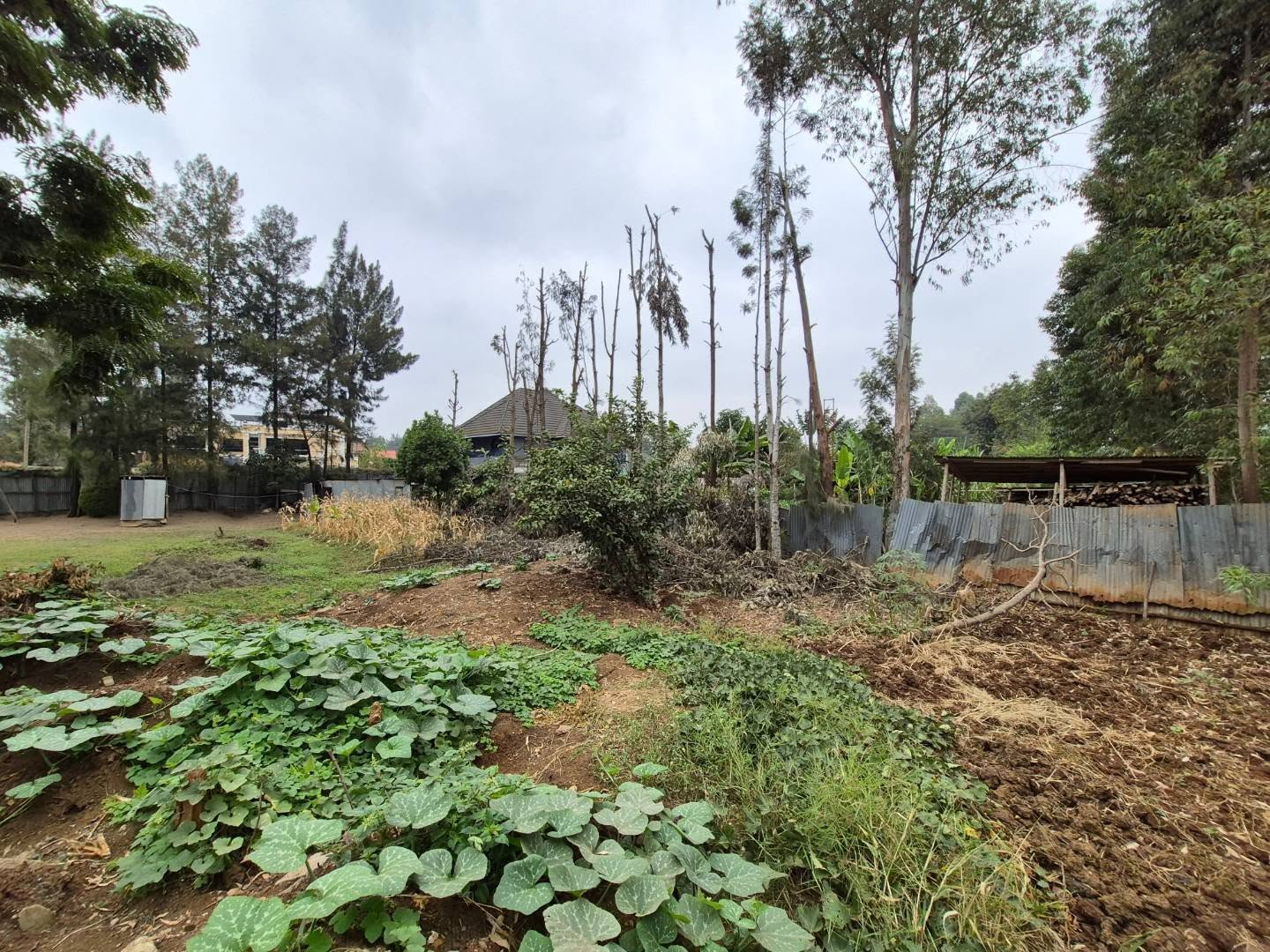 1/4 Acre Plot For Sale in Thome Estate thumbnail 5