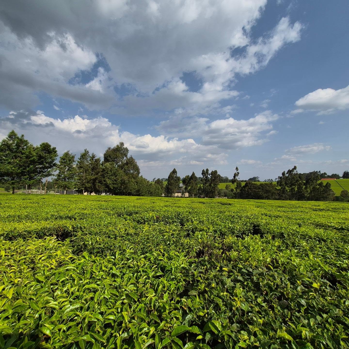 Serene Land for Sale in Tigoni — Tigoni, Kiambu