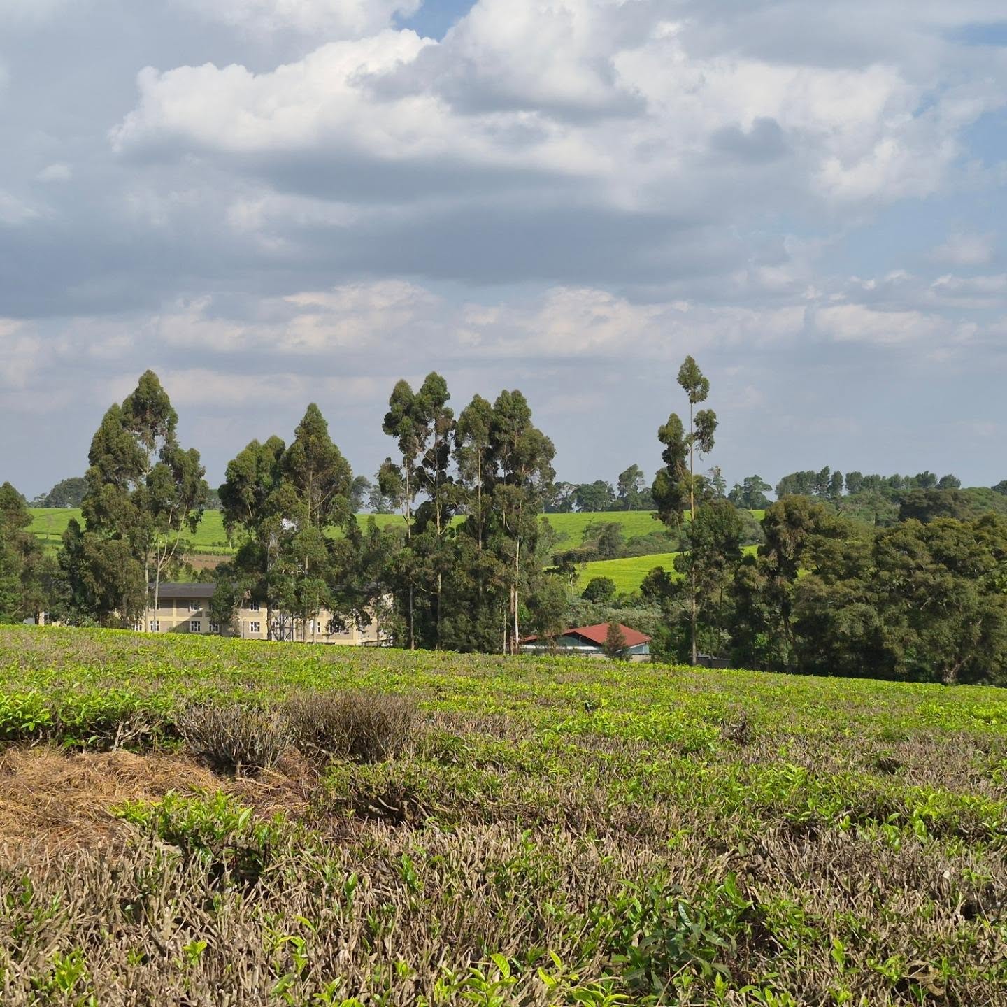 Serene Land for Sale in Tigoni thumbnail 2