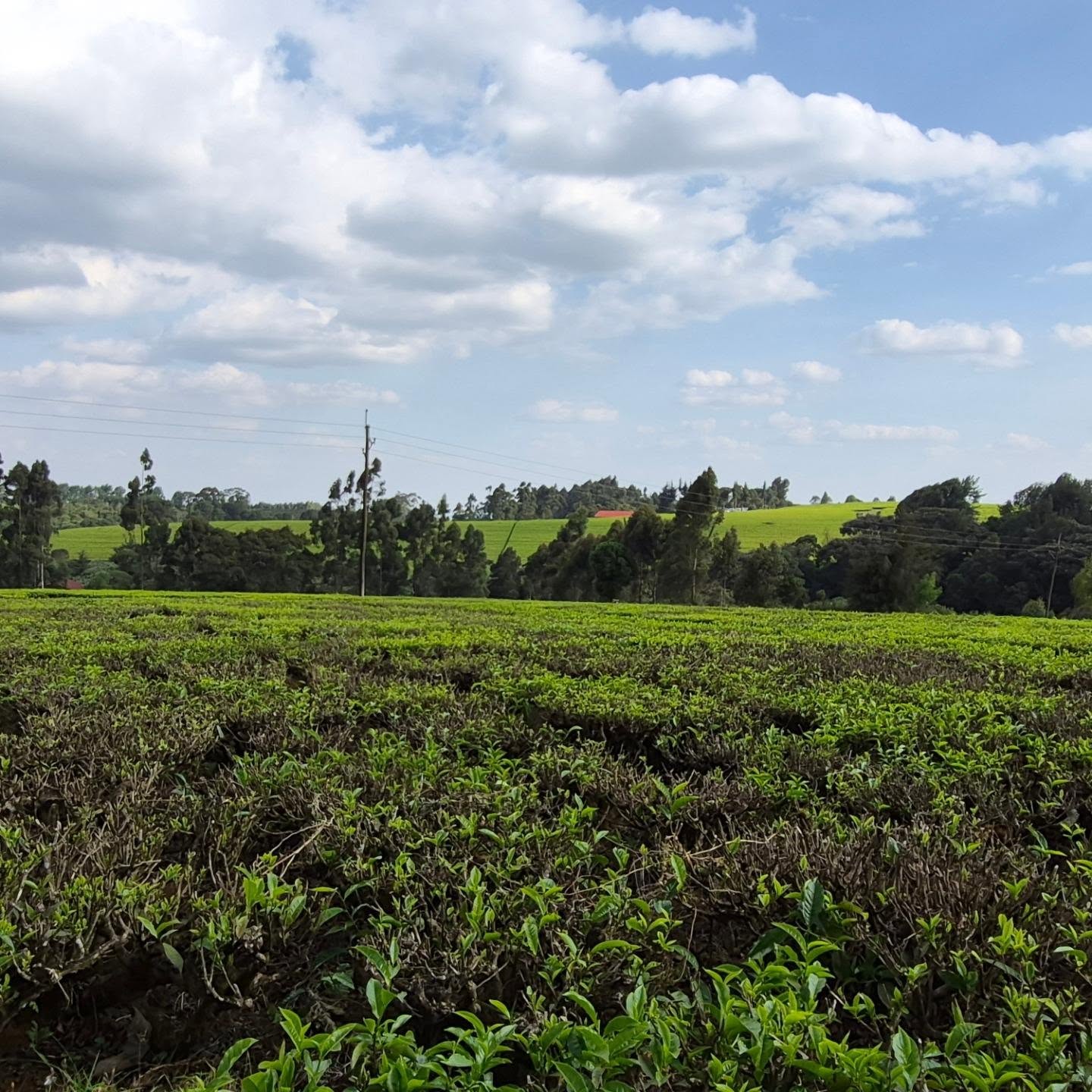 Serene Land for Sale in Tigoni thumbnail 3