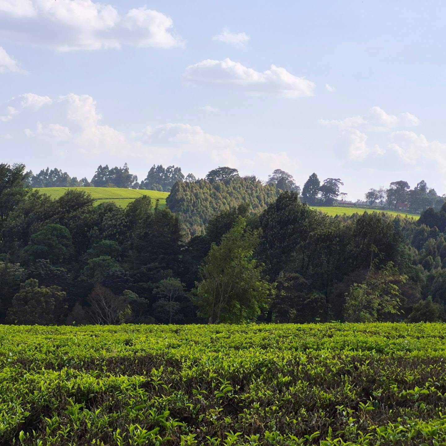 Serene Land for Sale in Tigoni thumbnail 4