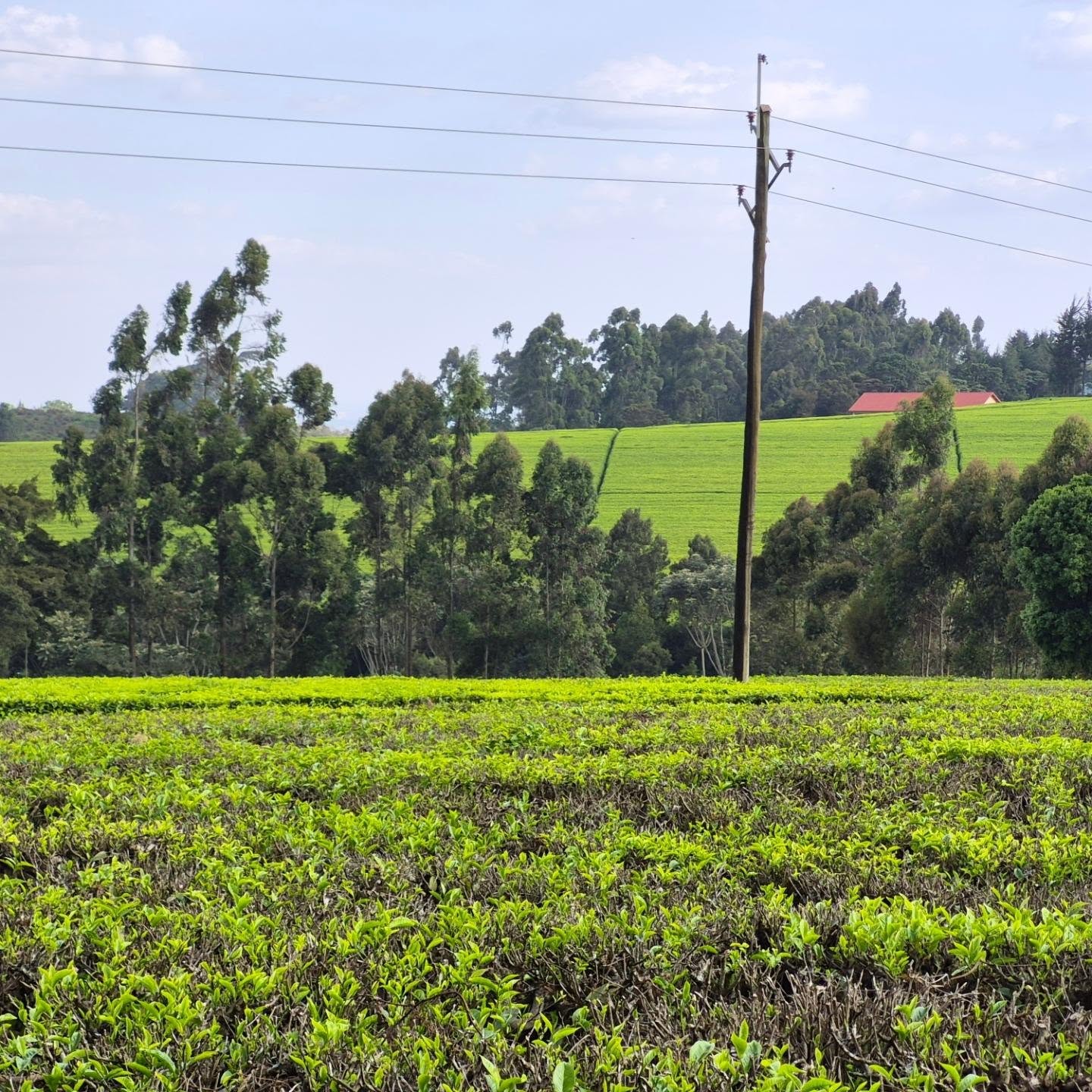 Serene Land for Sale in Tigoni thumbnail 5
