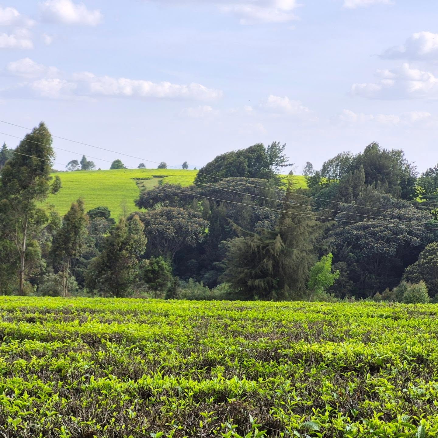 Serene Land for Sale in Tigoni thumbnail 6