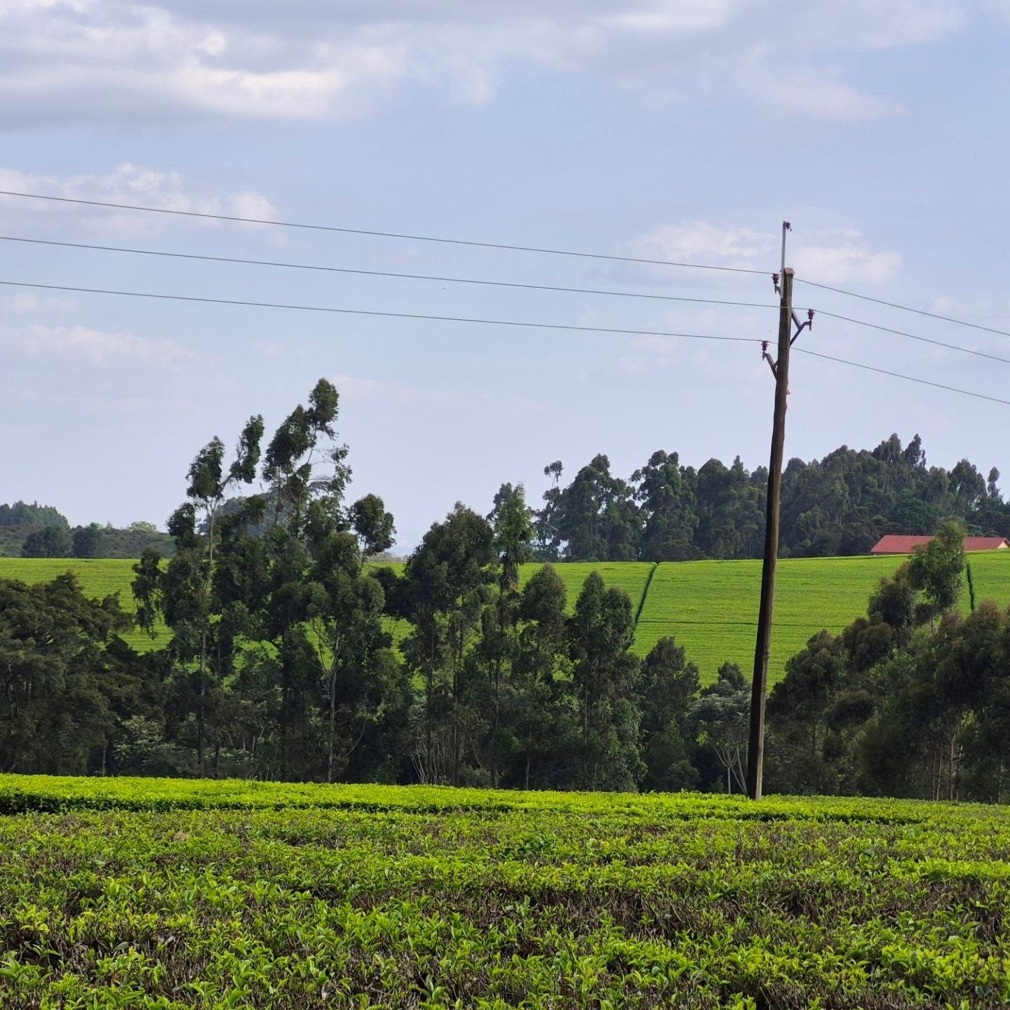 Serene Land for Sale in Tigoni thumbnail 7