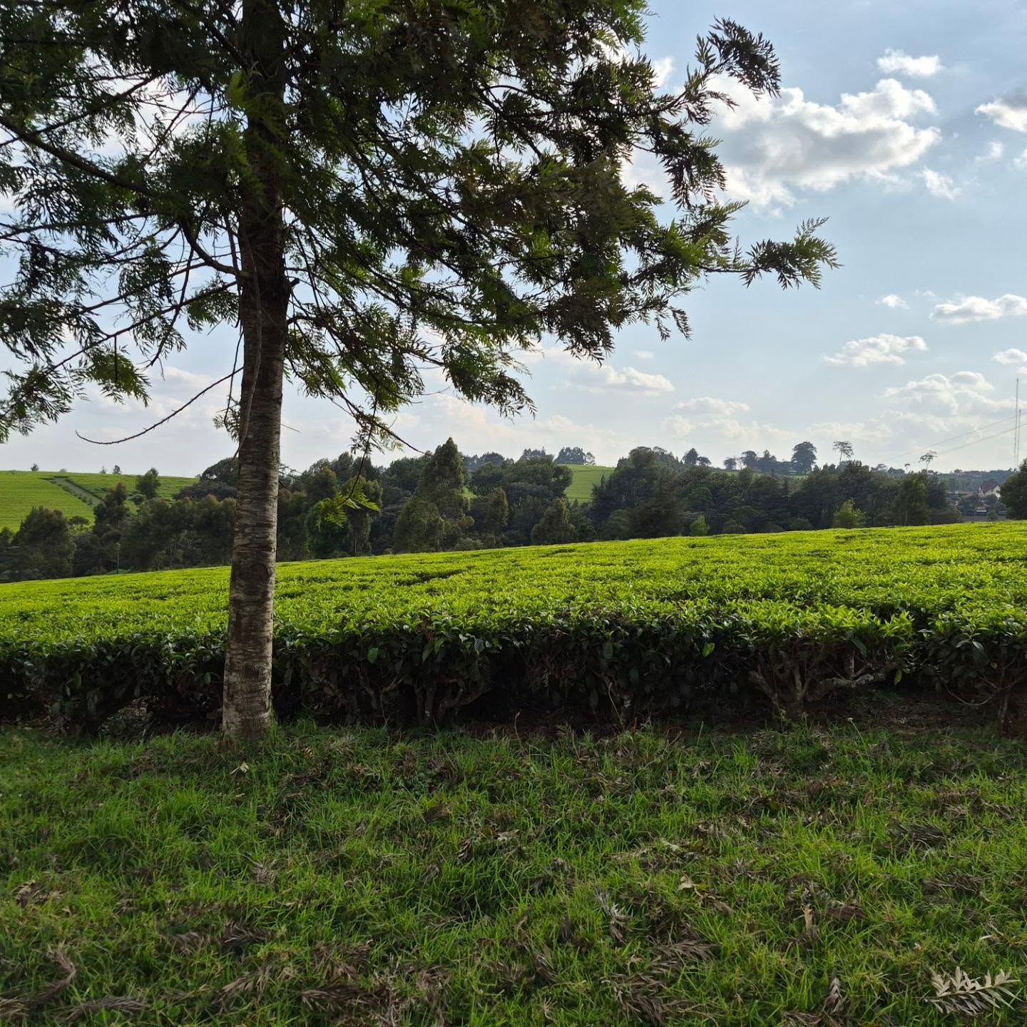 Serene Land for Sale in Tigoni thumbnail 8