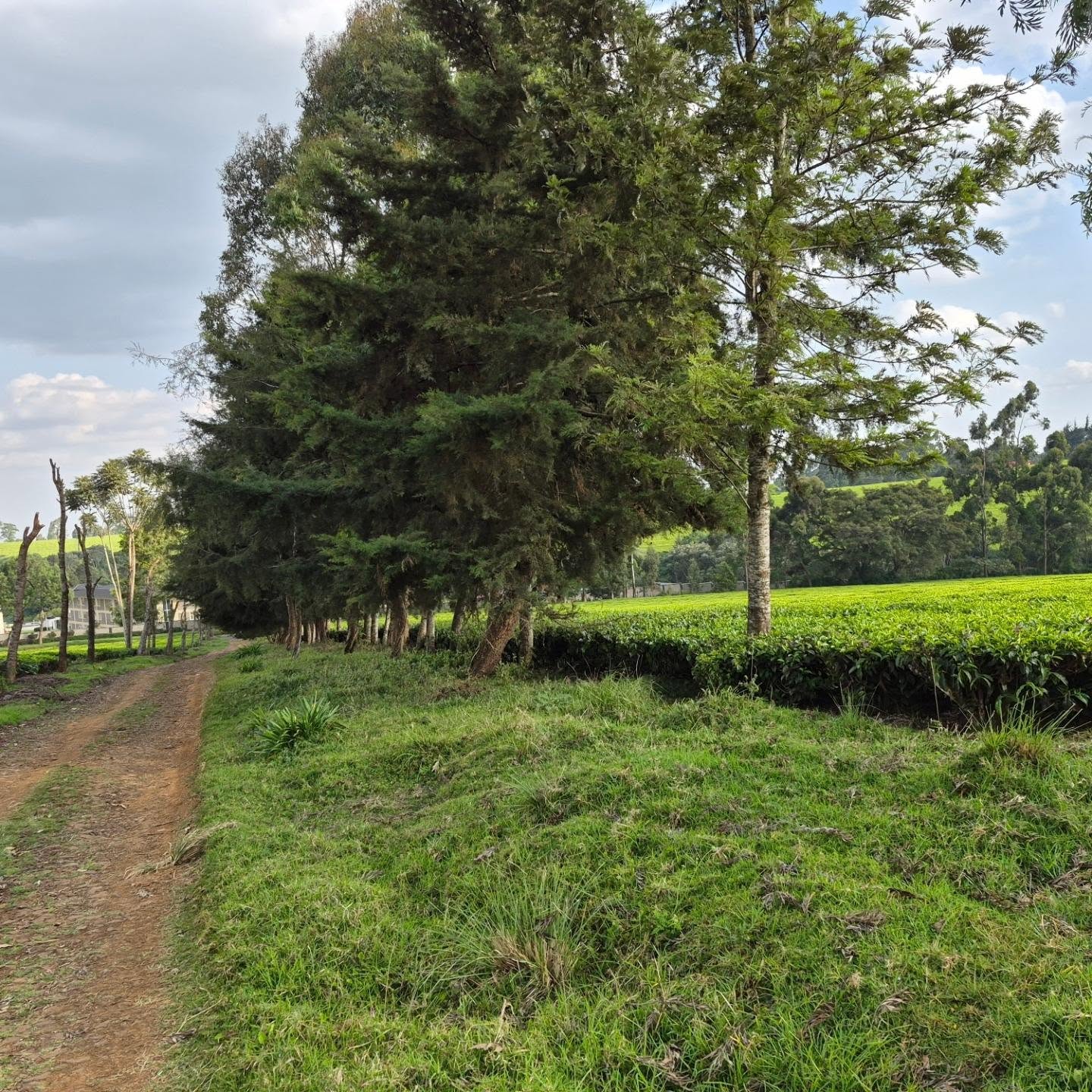 Serene Land for Sale in Tigoni thumbnail 9