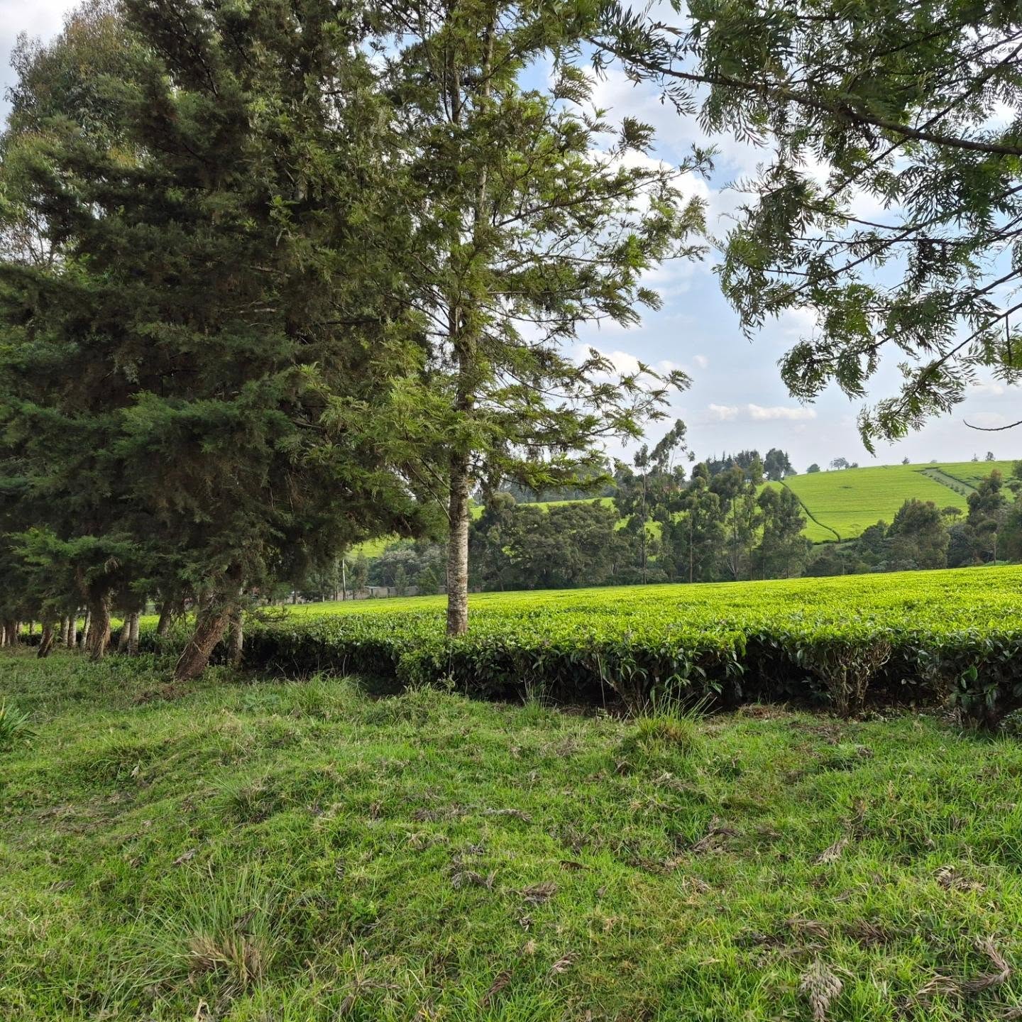 Serene Land for Sale in Tigoni thumbnail 10